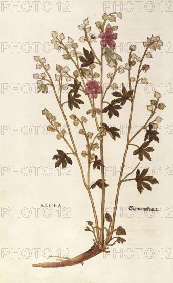 Althaea officinalis, Althaea, coloured illustration by Leonhart Fuchs, (1542), from De historia