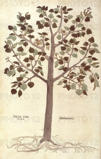 Lime tree, winter lime tree, Tilia cordata, Tilia foemina, coloured illustration by Leonhart Fuchs,