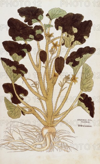 Cucumber, Ecballium elaterium, Cucumis sylvestris, coloured illustration by Leonhart Fuchs, (1542),