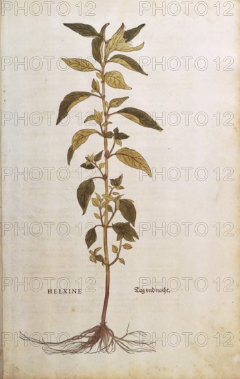 Flaskraut, Parietaria officinalis, Helxine, coloured illustration by Leonhart Fuchs, (1542), from
