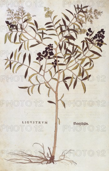 Common privet, Ligustrum vulgare, coloured illustration by Leonhart Fuchs, (1542), from De historia