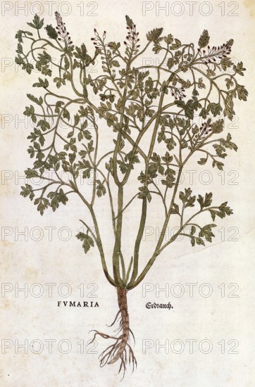 Ground ivy, Fumaria officinalis, coloured illustration by Leonhart Fuchs, (1542), from De historia