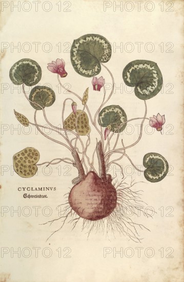 Cyclamen, Cyclaminus, coloured illustration by Leonhart Fuchs, (1542), from De historia stirpium