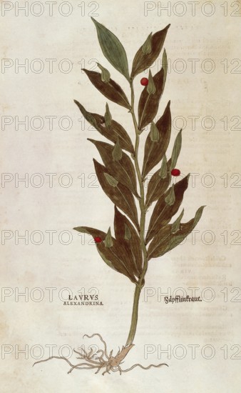 Butcher's broom, Ruscus aculeatus, Laurus alexandrina, coloured illustration by Leonhart Fuchs,
