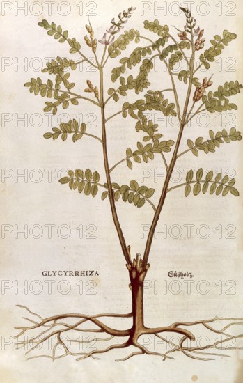 Genuine liquorice, Glycyrrhiza glabra, coloured illustration by Leonhart Fuchs, (1542), from De