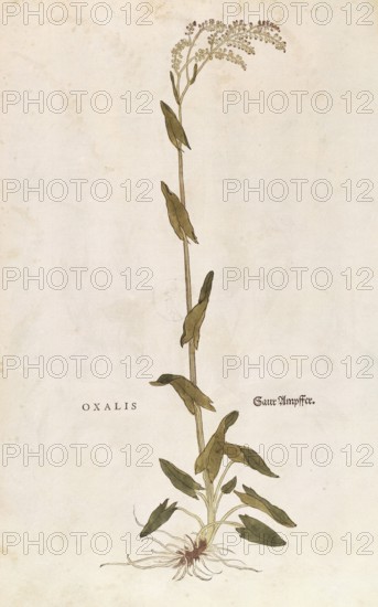 Sorrel, Rumex acetosa, Oxalis, coloured illustration by Leonhart Fuchs, (1542), from De historia
