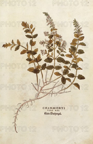 Gamander, Teucrium chamaedrys, Chamaedrys vera mas, coloured illustration by Leonhart Fuchs,