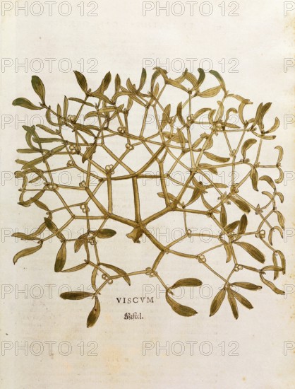 Mistletoe, Viscum album, coloured illustration by Leonhart Fuchs, (1542), from De historia stirpium