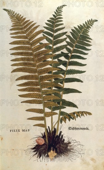 True worm fern, Dryopteris filix-mas, coloured illustration by Leonhart Fuchs, (1542), from De