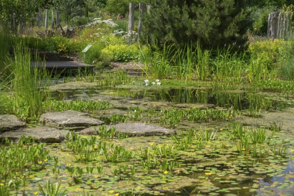 Pond with water lilies, district educational garden, Burgsteinfurt, Steinfurt, Münsterland, North