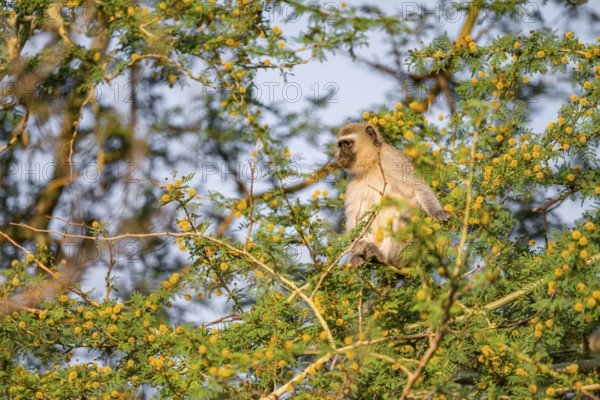Southern vervet monkey (Chlorocebus pygerythrus) sitting in a flowering tree, eating yellow flowers
