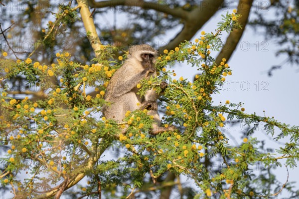 Southern vervet monkey (Chlorocebus pygerythrus) sitting in a flowering tree, eating yellow flowers