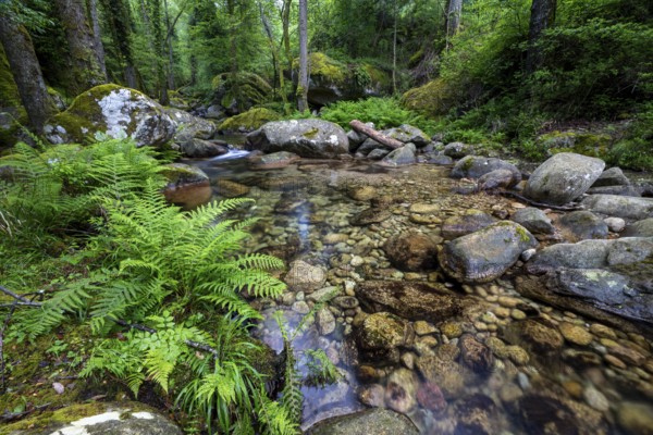 Stream, Parc Régional Naturel Corse, Corsica, France