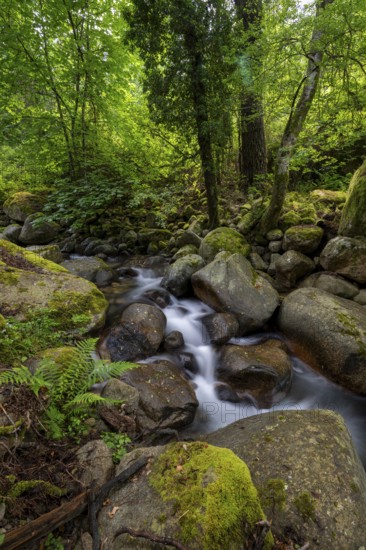 Stream, Parc Régional Naturel Corse, Corsica, France
