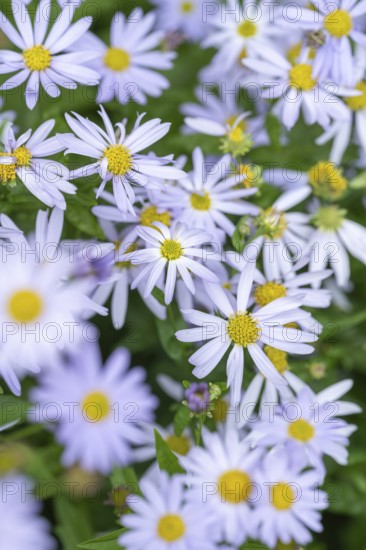 Nahaufnahme, Makro, Eingeschnittene Schönaster, auch japanische Scheinaster, Blue Star (Kalimeris