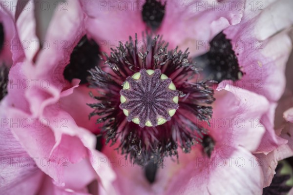 Nahaufnahme, Makro, Draufsicht, Türkischer, Orientalischer Mohn, Schlafmohn (Papaver orientale),
