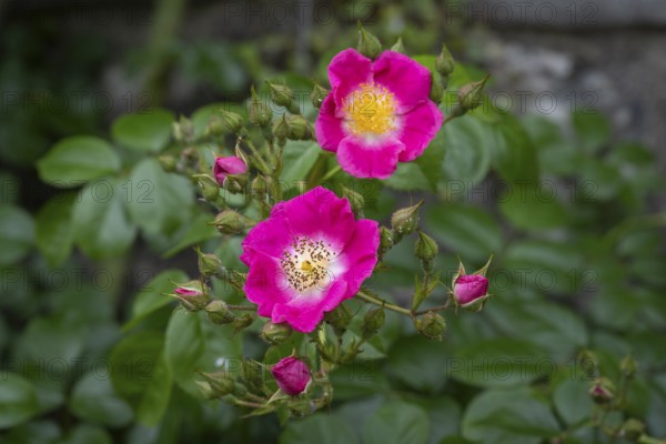 Nahaufnahme, Makro, Strauchrose, Wildrose, Minirose, Knospen uns offene Blüten, Deutschland