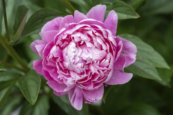 Nahaufnahme, Makro, Garten-Pfingstrose (Paeonia lactiflora), auch Chinesische Pfingstrose,