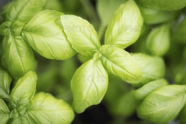 Nahaufnahme, Makro, Draufsicht, Basilikum (Ocimum basilicum), Basilikumblätter, Formatfüllend,