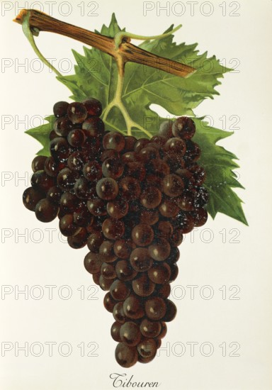 Ampelography, grape variety, oenology, viticulture, grape, grapevine, Tibouren grape, digitally