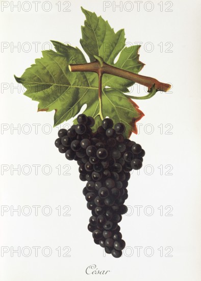 Ampelography, grape variety science, oenology, viticulture, grape, grapevine, César is an