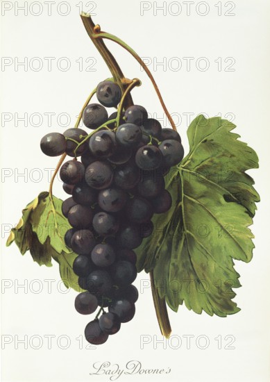 Ampelograhie, Rebsortenkunde, Önologie, Weinbau, Weintraube, Weinrebe, Lady Downe grape, red grape
