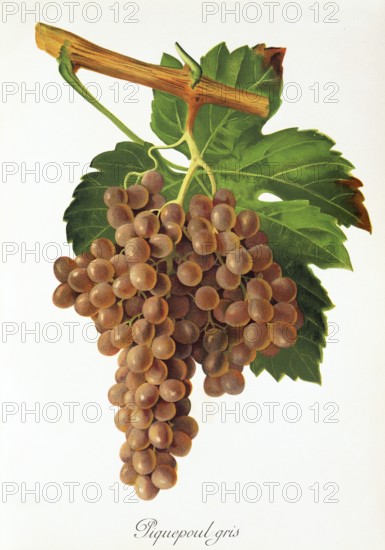 Ampelography, grape variety, oenology, viticulture, grape, grapevine, Piquepoul Gris grape, white