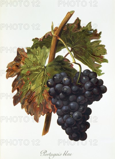 Ampelography, grape variety, oenology, viticulture, grape, grapevine, Portugais bleu grape,
