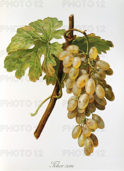 Ampelography, grape variety, oenology, viticulture, grape, grapevine, Feher Som grape, digitally