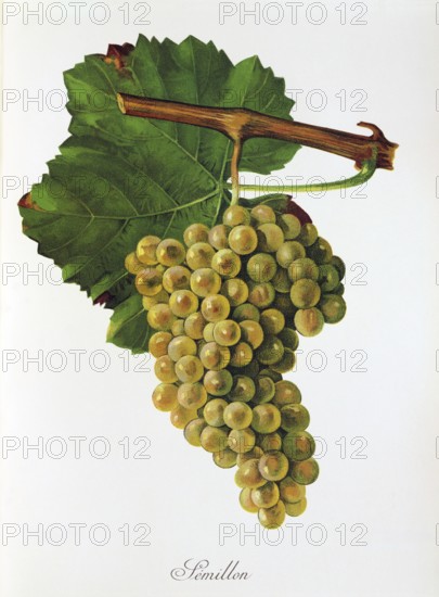 Ampelograhie, Rebsortenkunde, Önologie, Weinbau, Weintraube, Weinrebe, Sémillon is a white wine