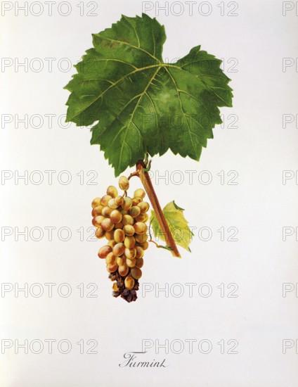 Ampelography, grape variety science, oenology, viticulture, grape, grapevine, Furmint is the