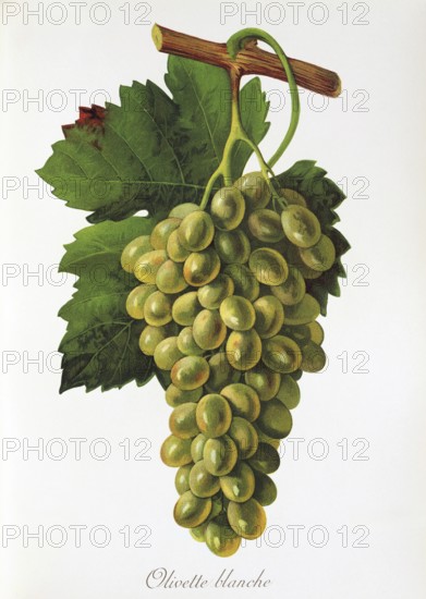 Ampelography, grape variety, oenology, viticulture, grape, grapevine, Olivette Blanche Taube, large