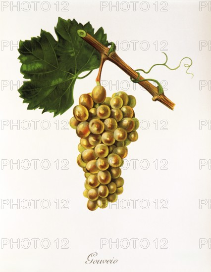 Ampelography, grape variety, oenology, viticulture, grape, grapevine, Gouveio grape, an