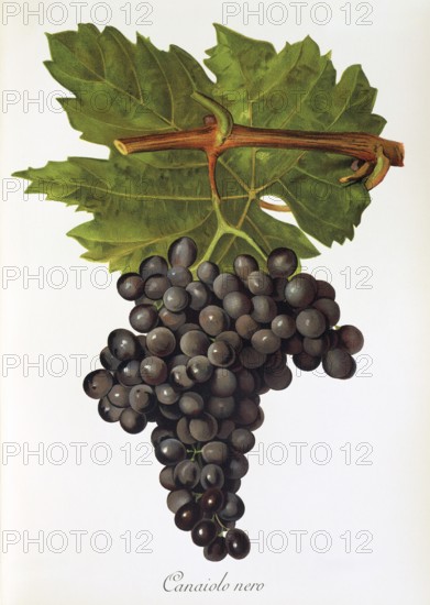 Ampelography, grape variety, oenology, viticulture, grape, grapevine, Canaiolo Nero or simply