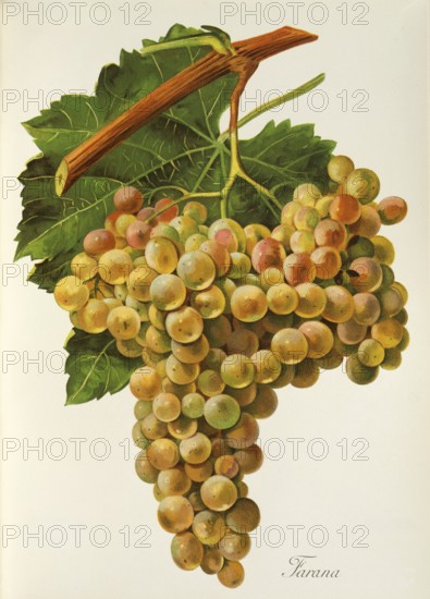 Ampelography, grape variety science, oenology, viticulture, grape, grapevine, Farana grape is a