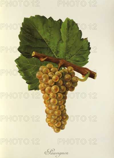 Ampelograhie, Rebsortenkunde, Önologie, Weinbau, Weintraube, Weinrebe, Sauvignon Blanc, also called