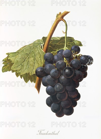 Ampelography, grape variety, oenology, viticulture, grape, grapevine, Frankenthal grape, a medium
