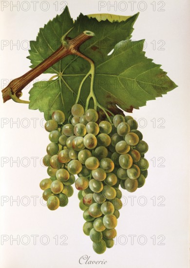 Ampelography, grape variety, oenology, viticulture, grape, grapevine, Claverie grape, white grape