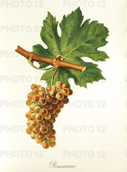 Ampelography, grape variety, oenology, viticulture, grape, grapevine, Rousanne grape, rare white