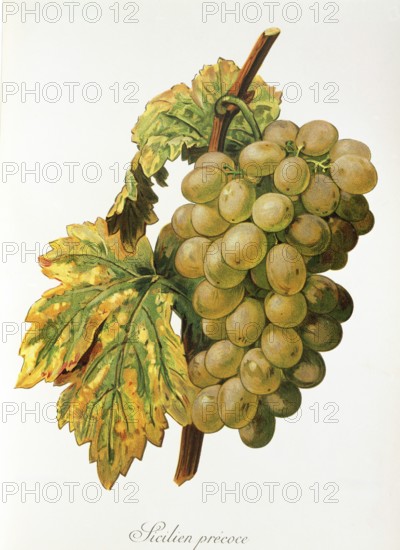 Ampelography, grape variety, oenology, viticulture, grape, grapevine, Frankenthal grape, digitally
