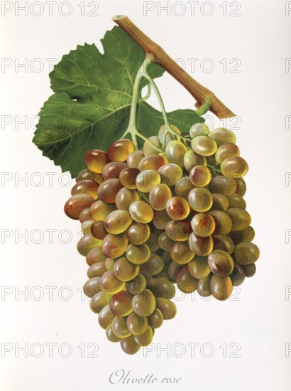 Ampelography, grape variety, oenology, viticulture, grape, grapevine, Olivette Rose grape,