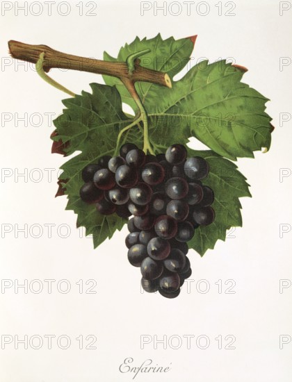 Ampelography, grape variety, oenology, viticulture, grape, grapevine, Enfarine grape, red grape