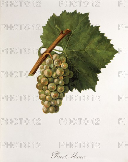 Ampelography, grape variety, oenology, viticulture, grape, grapevine, Pinot Blanc grape, digitally