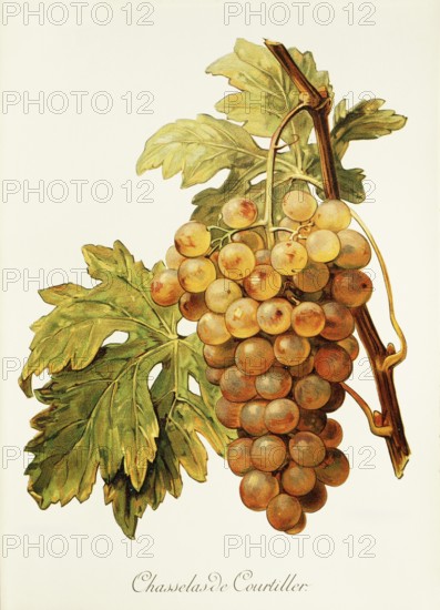 Ampelography, grape variety, oenology, viticulture, grape, grapevine, Chasselas de Courtiller