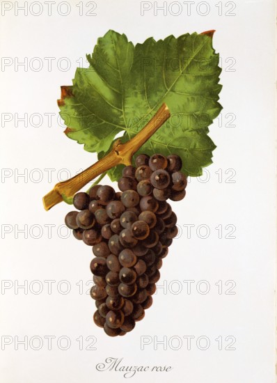 Ampelography, grape variety, oenology, viticulture, grape, grapevine, Mauzac Rose grape, digitally