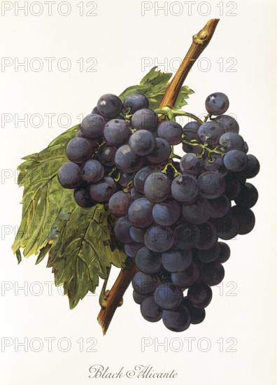 Ampelography, grape variety, oenology, viticulture, grape, grapevine, Black Alicante grape,