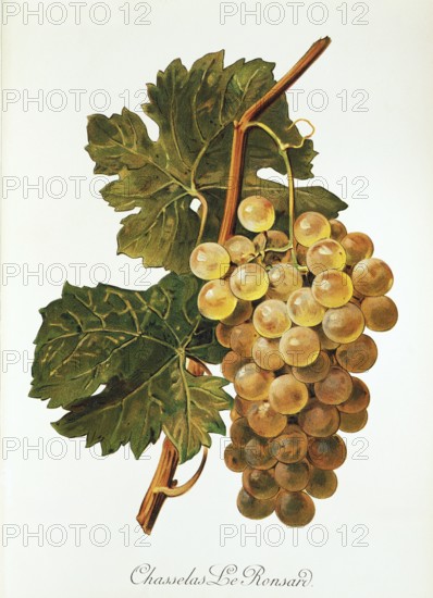 Ampelography, grape variety, oenology, viticulture, grape, grapevine, Chasselas Le Ronsard grape,