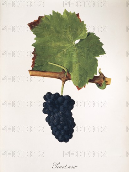 Ampelography, grape variety, oenology, viticulture, grape, grapevine, Pinot Noir grape, digitally