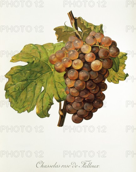 Ampelography, grape variety, oenology, viticulture, grape, grapevine, Chasselas Rose de Falloux