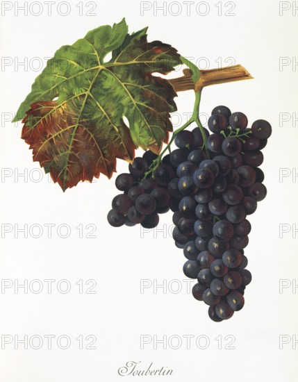Ampelography, grape variety, oenology, viticulture, grape, grapevine, Joubertin grape, digitally